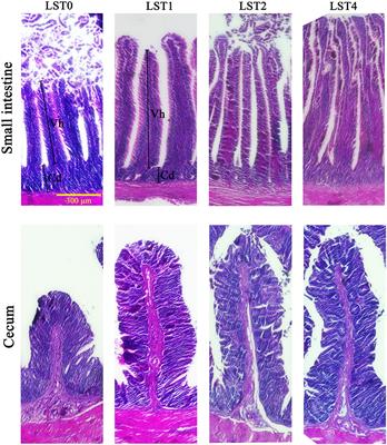 Dietary Lasia spinosa Thw. Improves Growth Performance in Broilers